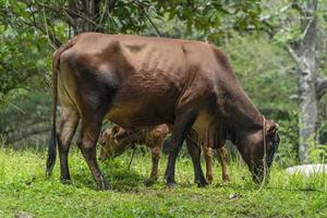 young veal and cow tied up a tree photo