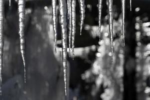 icicles frozen ice on tree branches photo