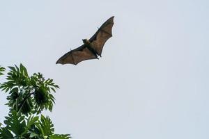 retrato de murciélago zorro volador mientras vuela foto