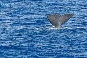 tail of Sperm Whale at sunset while diving photo