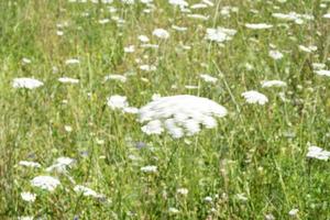 Field of Ammi majus. Bullwort, Queen Anne lace, laceflower moved by wind photo