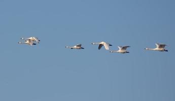 Flock of Tundra swans - Cygnus columbianus - migrates in flight on clear blue spring sky photo