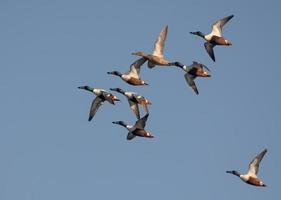 A mixed flock of Northern Shovelers - Spatula clypeata - in fast flight over blue sky photo