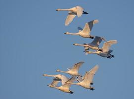 Big flock of adult Whooper swans - Cygnus cygnus - fly together in blue morning sky photo