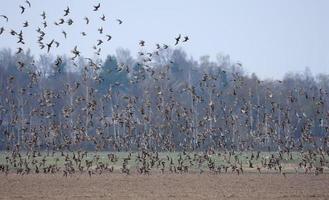 Huge flock of Ruffs - Calidris pugnax - flying and circling over empty earth during spring migration photo