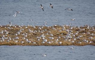 grande colonia de cabeza negra gaviotas - croicocefalia ridibundus - en temprano primavera se sienta en su nidos en pequeño raya de tierra en agua foto