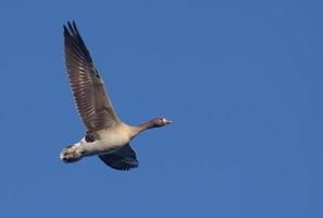 Adult greater white-fronted goose - Anser albifrons - in flight over clear blue sky with spreaded wings photo