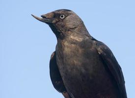 Close portrait of Western jackdaw - Corvus monedula - posing while having beak deformity photo