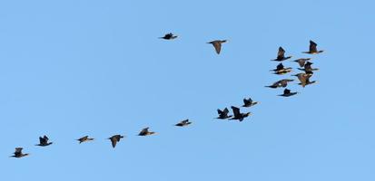 no pequeño rebaño de genial cormoranes - falacrocorax carbohidratos - en vuelo juntos terminado claro azul cielo en primavera foto