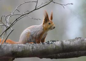 Watchful Eurasian Red Squirrel - Sciurus vulgaris - sits on wood branch in gray winter coat