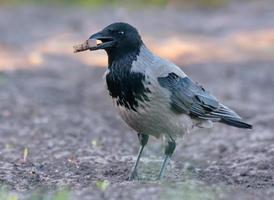 Hooded crow - Corvus cornix - posing on the ground with a piece of bread food in the beak photo