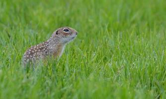 Speckled ground squirrel or spotted souslik - Spermophilus suslicus - sits at rich green grassland photo