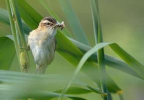 Sedge Warbler - Acrocephalus schoenobaenus - perched on a reed mace stem with insect food in beak for nestlings photo