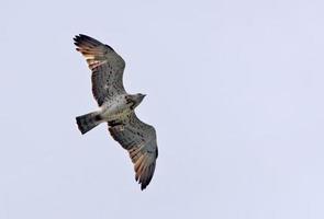 dedo corto serpiente águila - circaeto gallico - en altísimo vuelo con amplio estirado alas terminado nublado cielo foto