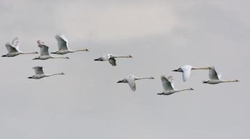 grande rebaño de mudo cisnes - cygnus olor - volador juntos en nublado cielo foto