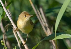 Young Marsh Warbler - Acrocephalus palustris - perched on reed stems in bushes photo