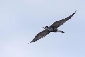 negro golondrina de mar - clidonias Níger - volador en blanco cielo con esparcido alas foto