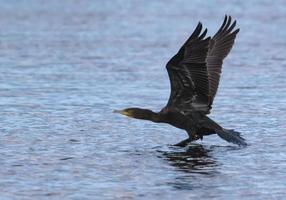 genial cormoranes - falacrocorax carbohidratos - rápido tomando apagado el agua superficie con levantado alas y Derecho cuerpo línea foto