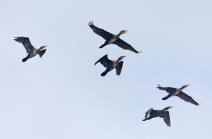 Flock of Great cormorants - Phalacrocorax carbo - in flight together over light sky photo