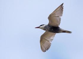 bigotudo golondrina de mar - clidonias hybrida - flotar en ligero blanco cielo en buscar para comida con amplio esparcido alas foto