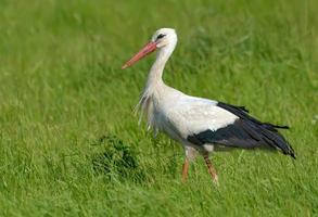 Adult White stork - Ciconia ciconia - walks in deep and tall lush summer grass photo