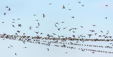 grande rebaño de golondrinas y arena Martín - riparia riparia - se sienta en alambres antes de otoño migración foto