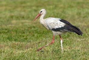 Mature White stork - Ciconia ciconia - walks on mowing grass field in summer photo