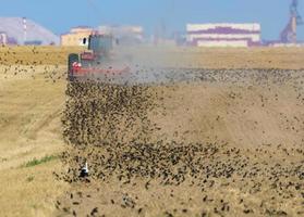 Big flock of common starlings - Sturnus vulgaris - and white stork feeding on plowing field right after tractor photo