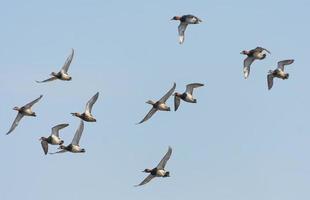 A mixed flock of Common Pochards - Aythya ferina - in fast flight over blue sky photo