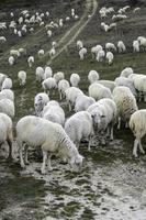 rebaño de oveja en naturaleza foto