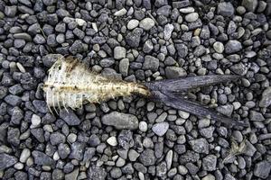 Dried fish in the garbage photo