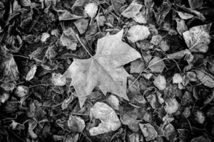 Frozen fallen leaf photo