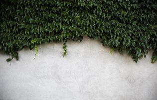 Cement wall with ivy photo