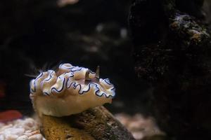 COLORFUL NUDIBRANCH UNDERWATER photo