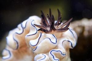 vistoso nudibranquio submarino foto