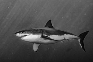 Great White shark attack in black and white photo