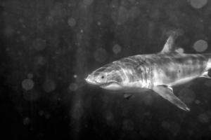 Great White shark attack in black and white photo