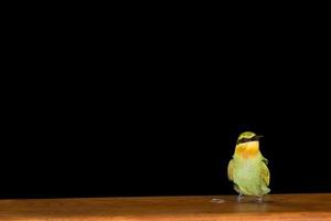 A bee eater in the black background photo