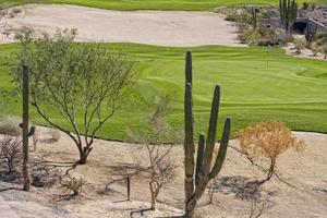 desert golf course green photo