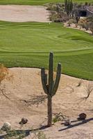 desert golf course green photo