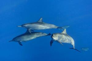 Close encounter with a group of three dolphins looking at you in the deep blue sea underwater dive scuba photo