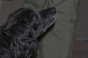 a black dog looking at its master photo