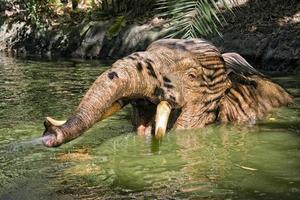 elephant in water photo