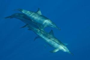 Dolphins Close to you while swimming in the deep blue sea scuba diving photo