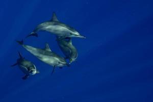 An isolated dolphin looking at you in the deep blue sea underwater dive scuba photo
