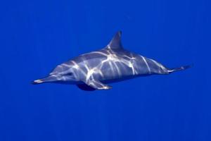 An isolated dolphin looking at you in the deep blue sea underwater dive scuba photo