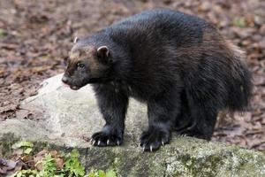 Wolverine portrait while hunting photo