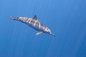 Isolated Dolphin while swimming underwater photo
