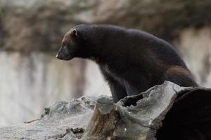 Wolverine portrait while hunting photo