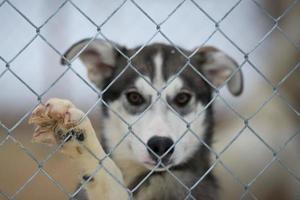 husky dog in finland photo